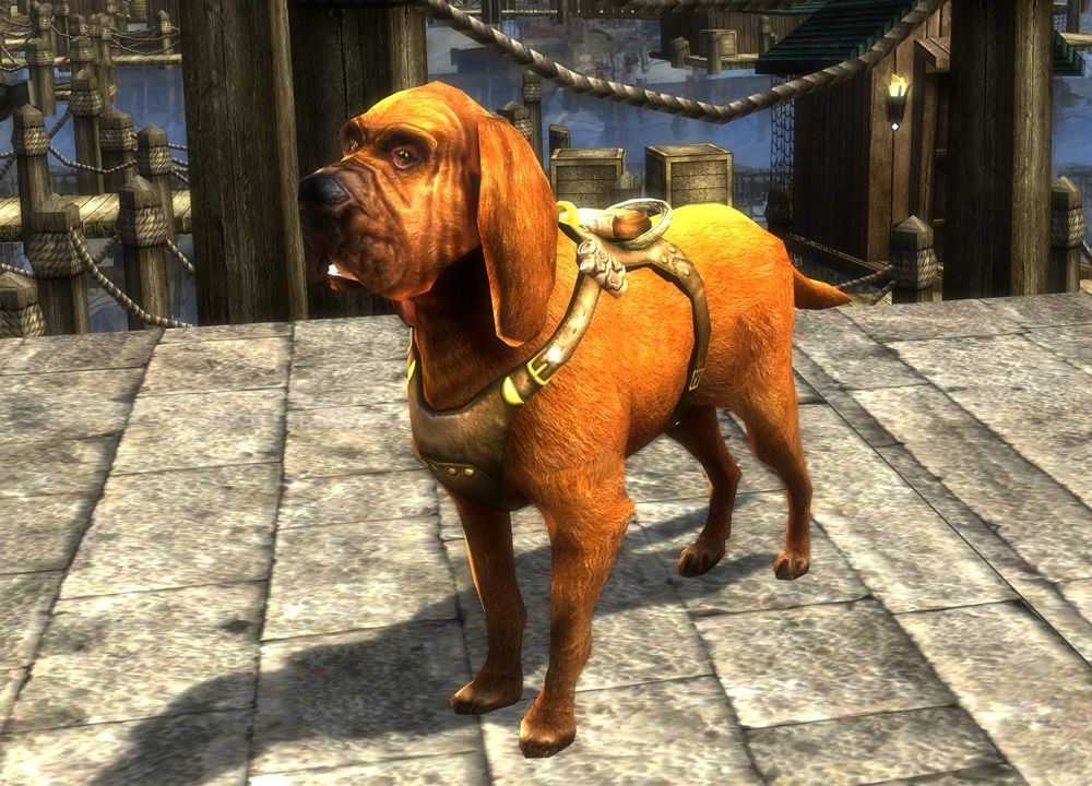 Bloodhound.jpg